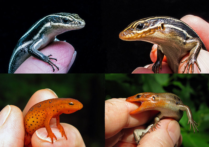 3 Skinks-&-Salamander