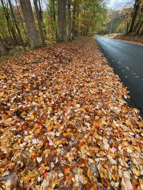 Leaf-lined road