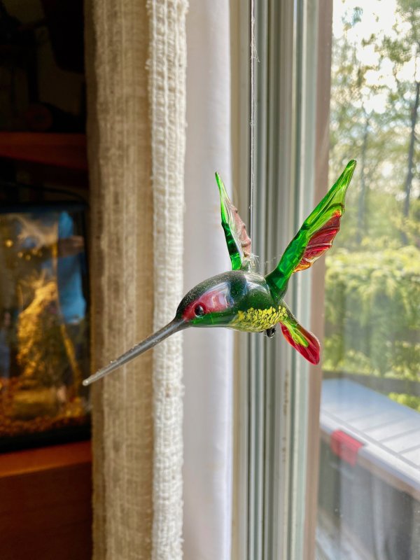 Hummingbird inside