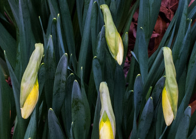 Budding Daffodils