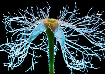 Snake Gourd Flower - 6