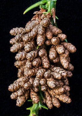 Cypress Seed Cone Cluster