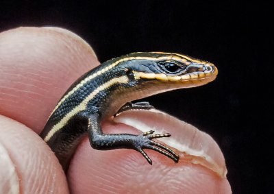 Baby 5-Lined Skink