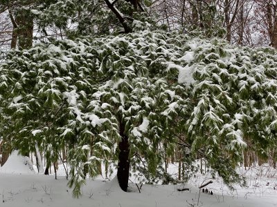 Best tree in snow