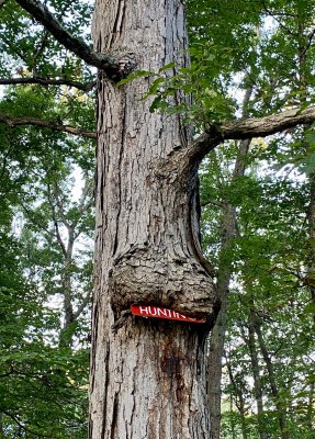 Tree consuming no hunting sign