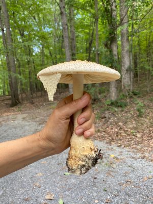 Edible Mushroom