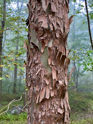 Bark