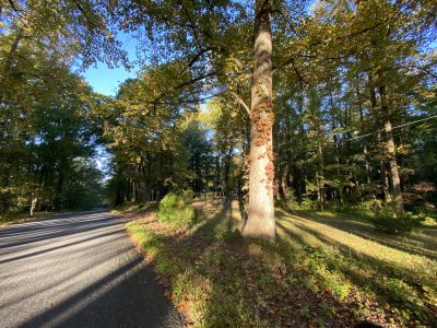Trunk shadows