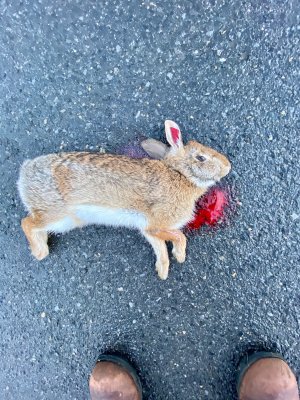 Dead Rabbit