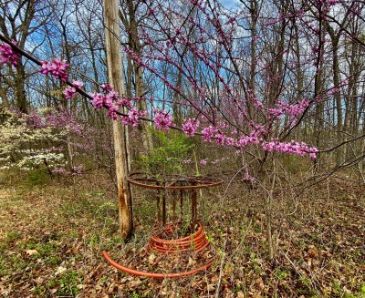 Red Bud and cabal  wire left over