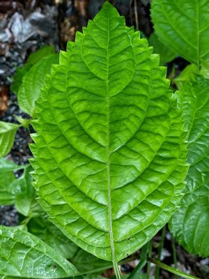 Leaf 1