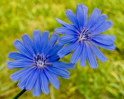 Two blossoms