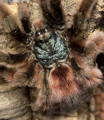 Cari, our tarantula pet