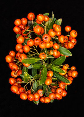 Pyracantha Berries