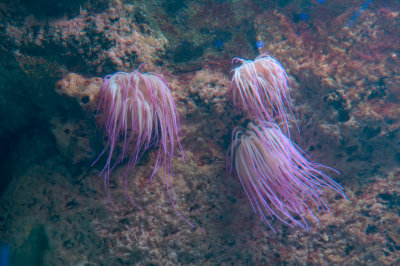 The aquarium at Genoa