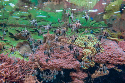The aquarium at Genoa