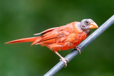 Ugly Bird Contest Winner, Molting Cardinal