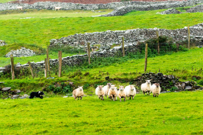 The dogs loved every minute, even in the rain. The sheep, not so much.