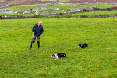 A shepherd and his two dogs gave us a grand herding demonstration in the pouring rain.