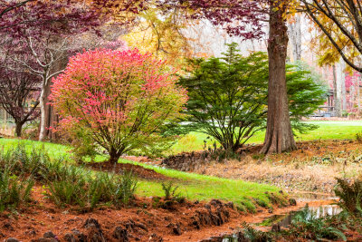 Flaming Bush on a Stream