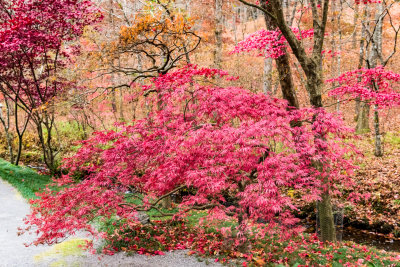 Japanese Maple