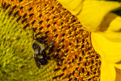 Honeybee hard at work gathering nectar and pollen
