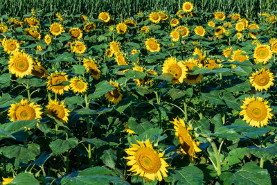 Sunflowers on the property