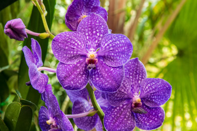 Shots from the greenhouse