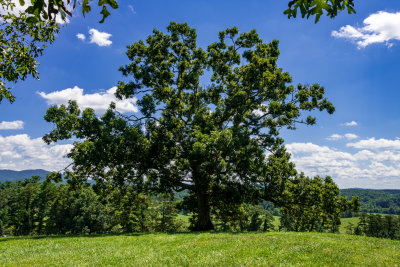 Tree near the Inn
