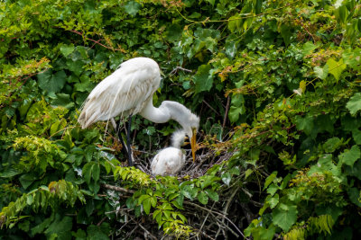 Female Great Egret with Chick