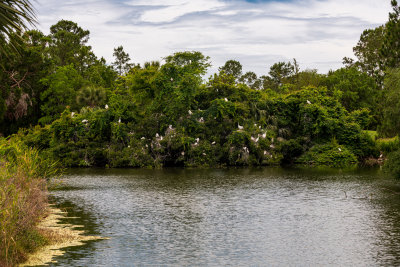 Heron and Anhinga Rookery