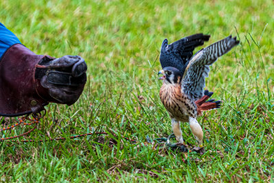 EEK!!  Get that thing away from me!!!  {American Kestrel)