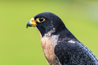 Peregrine Falcon