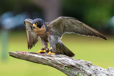 Peregrine Falcon