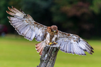 Red-tailed Hawk