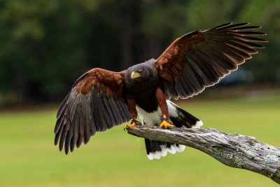 Harris' Hawk