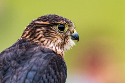 Merlin - another small falcon