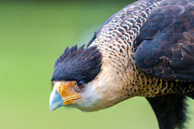 Crested Caracara