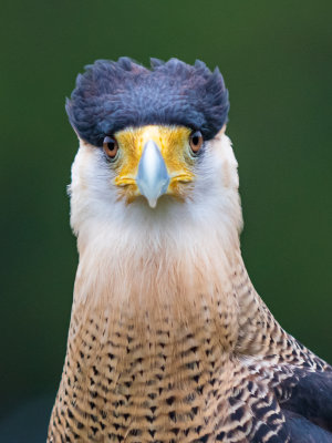 Pardon me, ma'am - is my rug straight?  (Crested Caracara)