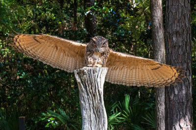 Eurasian Eagle Owl