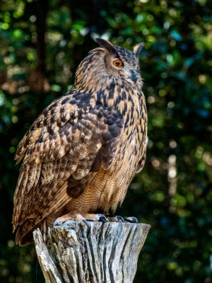 Eurasian Eagle owl
