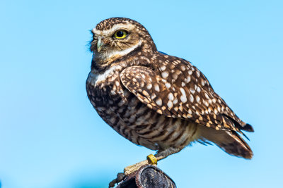 Burrowing Owl