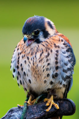 American Kestrel - a small falcon