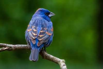 Blue Grosbeak-rare visitor at our place