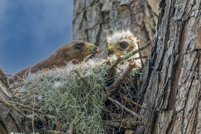 Red-shouldered Hawk Feeding Its Chick