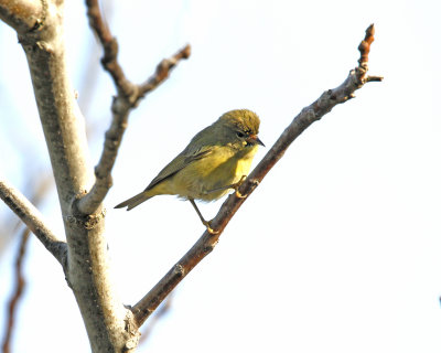 Orange-crowned Warbler