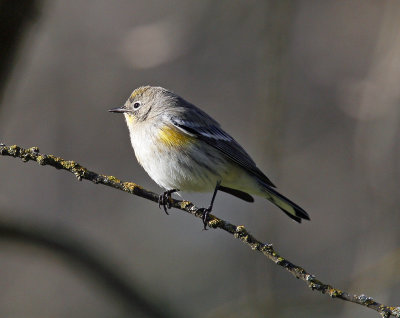 Yellow-rumped Warbler, Davis, CA