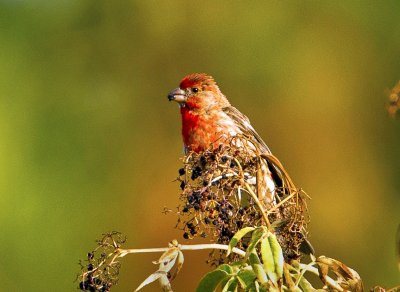 House Finch