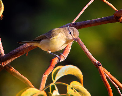 Warbling Vireo