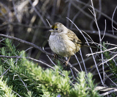Gold-crowned Sparrow